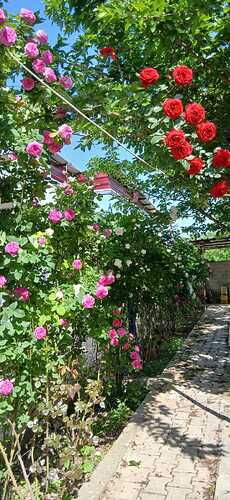 IMG-20260512-WA0020