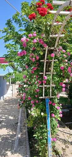 IMG-20260512-WA0019