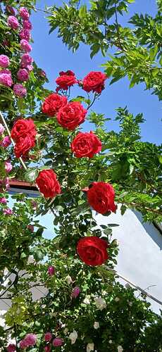 IMG-20260512-WA0025