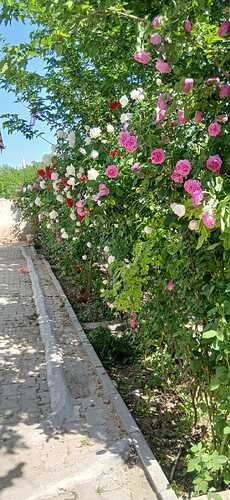 IMG-20260512-WA0024